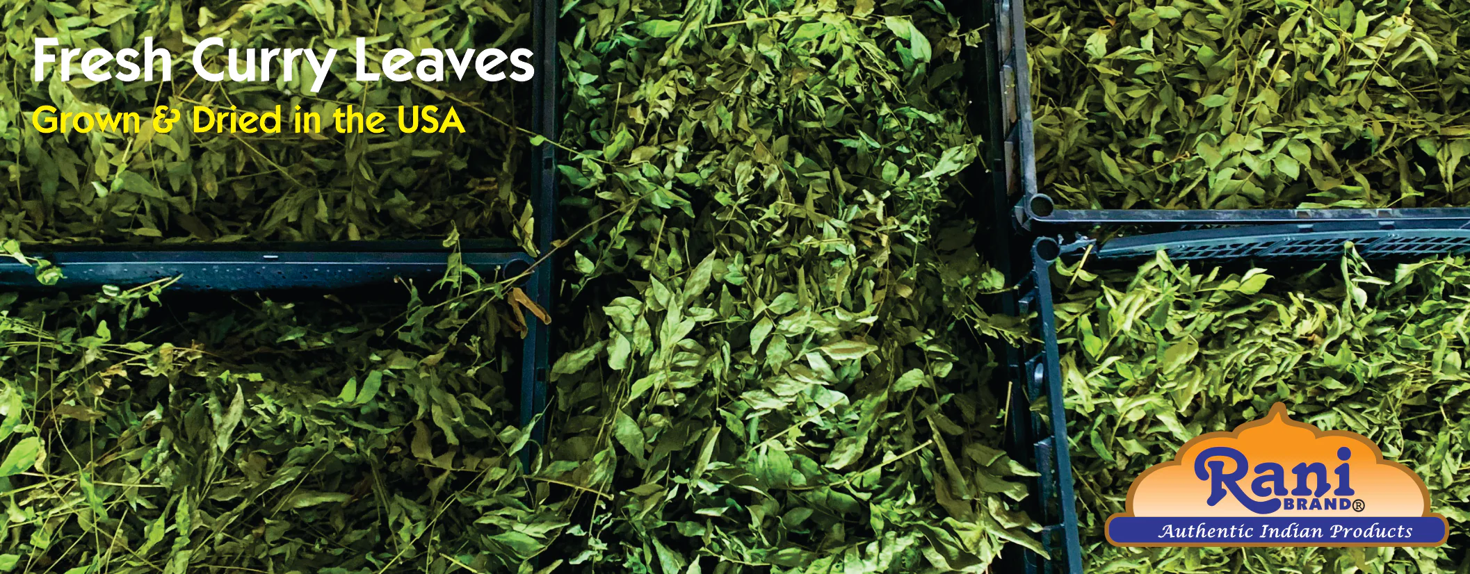Rani Fresh Curry Leaves 1 Ounce (Pack of 3) - Image 5