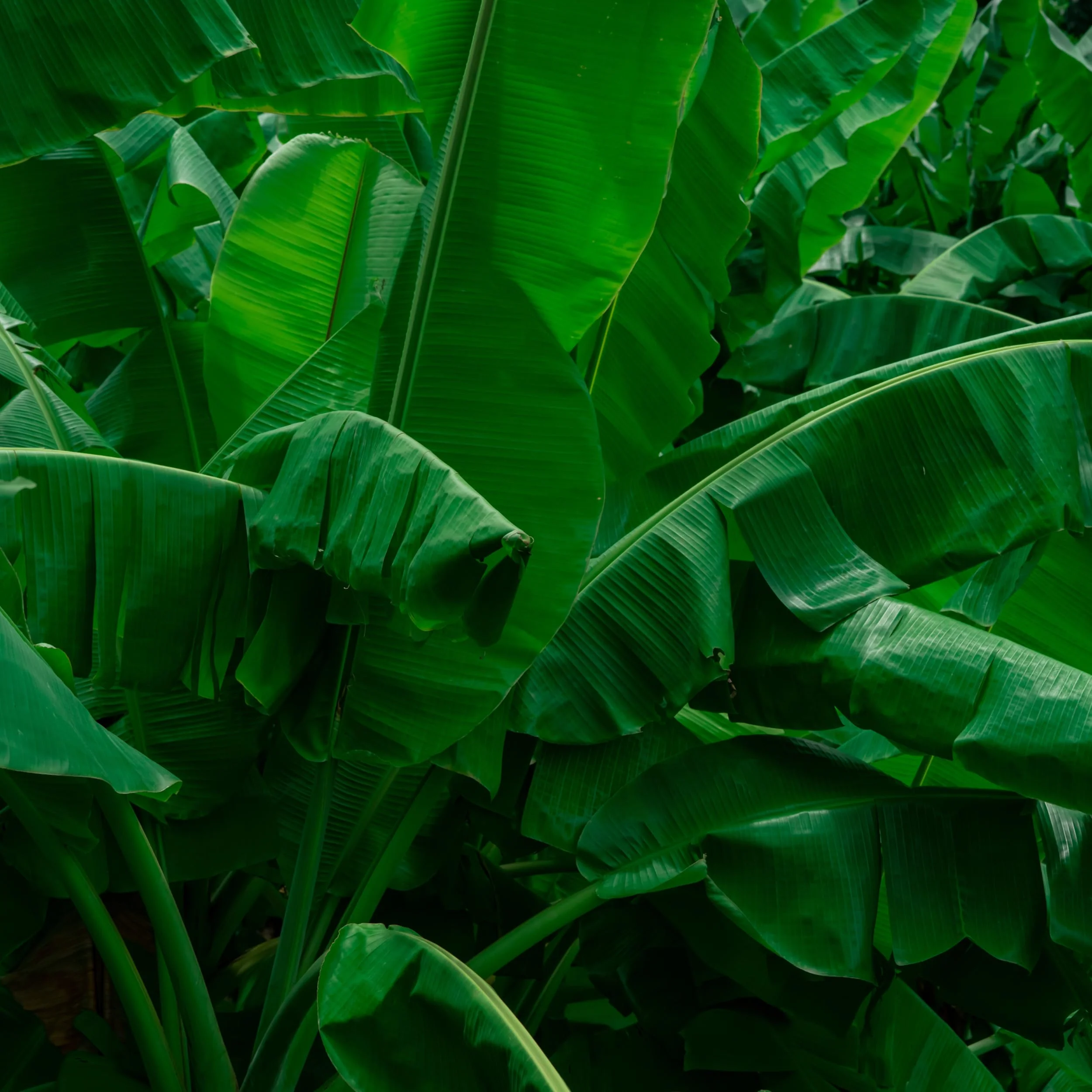Rani Fresh Banana (Kela) Leaves Approximately 16oz (454g) 1lb ~ All Natural | Vegan | Gluten Friendly | NON-GMO | Product of USA - Image 3