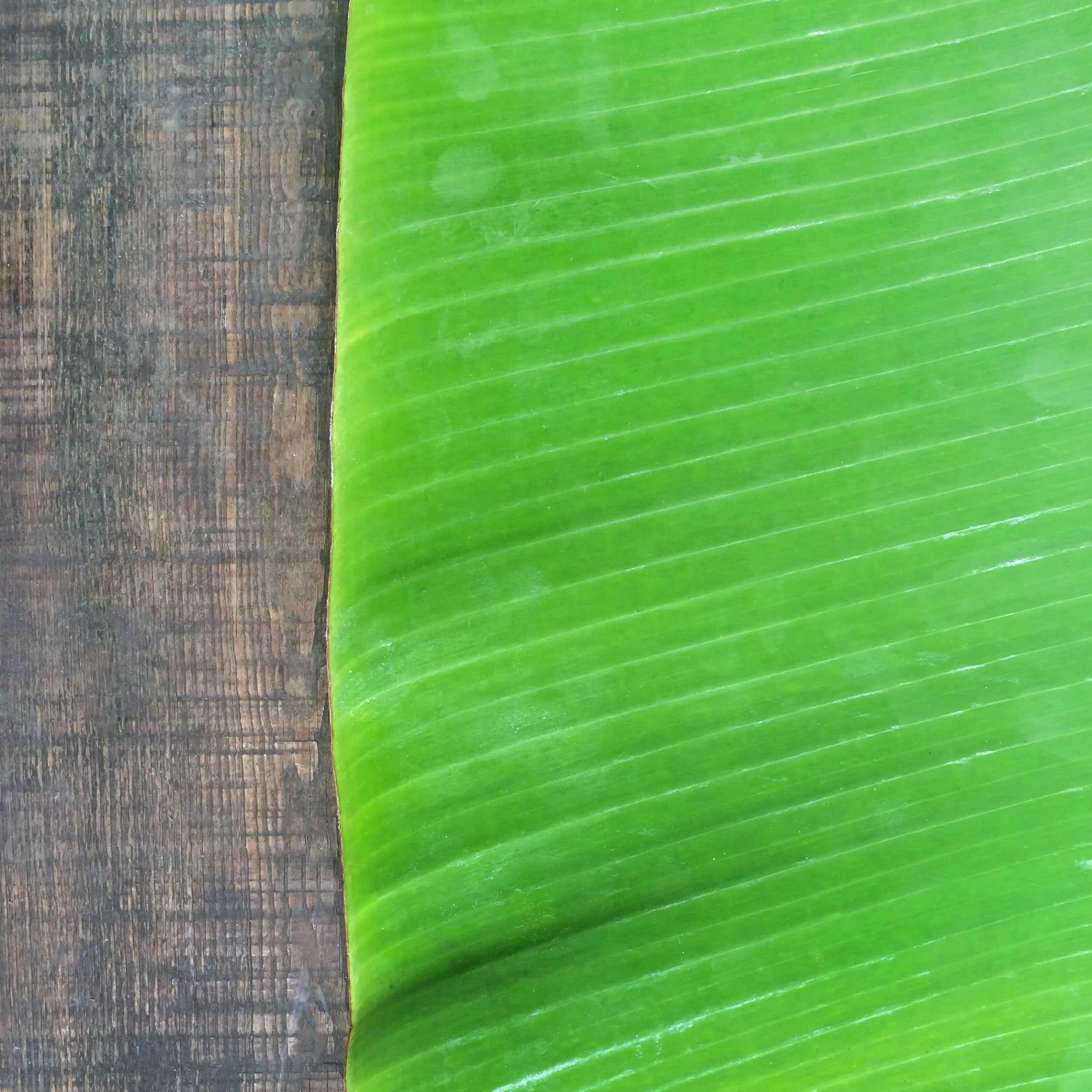 Rani Fresh Banana (Kela) Leaves Approximately 16oz (454g) 1lb ~ All Natural | Vegan | Gluten Friendly | NON-GMO | Product of USA - Image 4