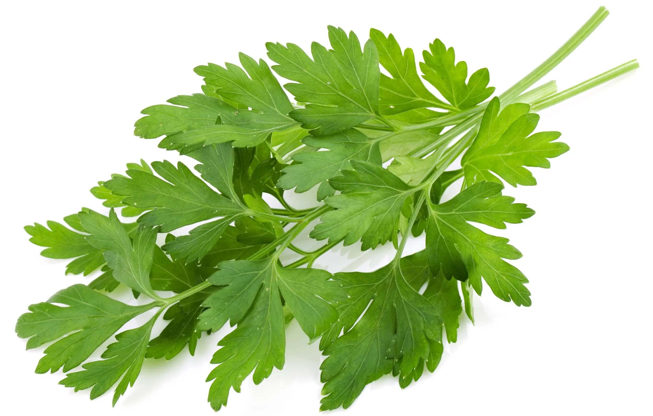 Rani Fresh Cilantro (Coriander) Leaves 10oz - 14oz, Pack of 5 ~ All Natural | Vegan | Gluten Friendly | NON-GMO | Product of USA - Image 4