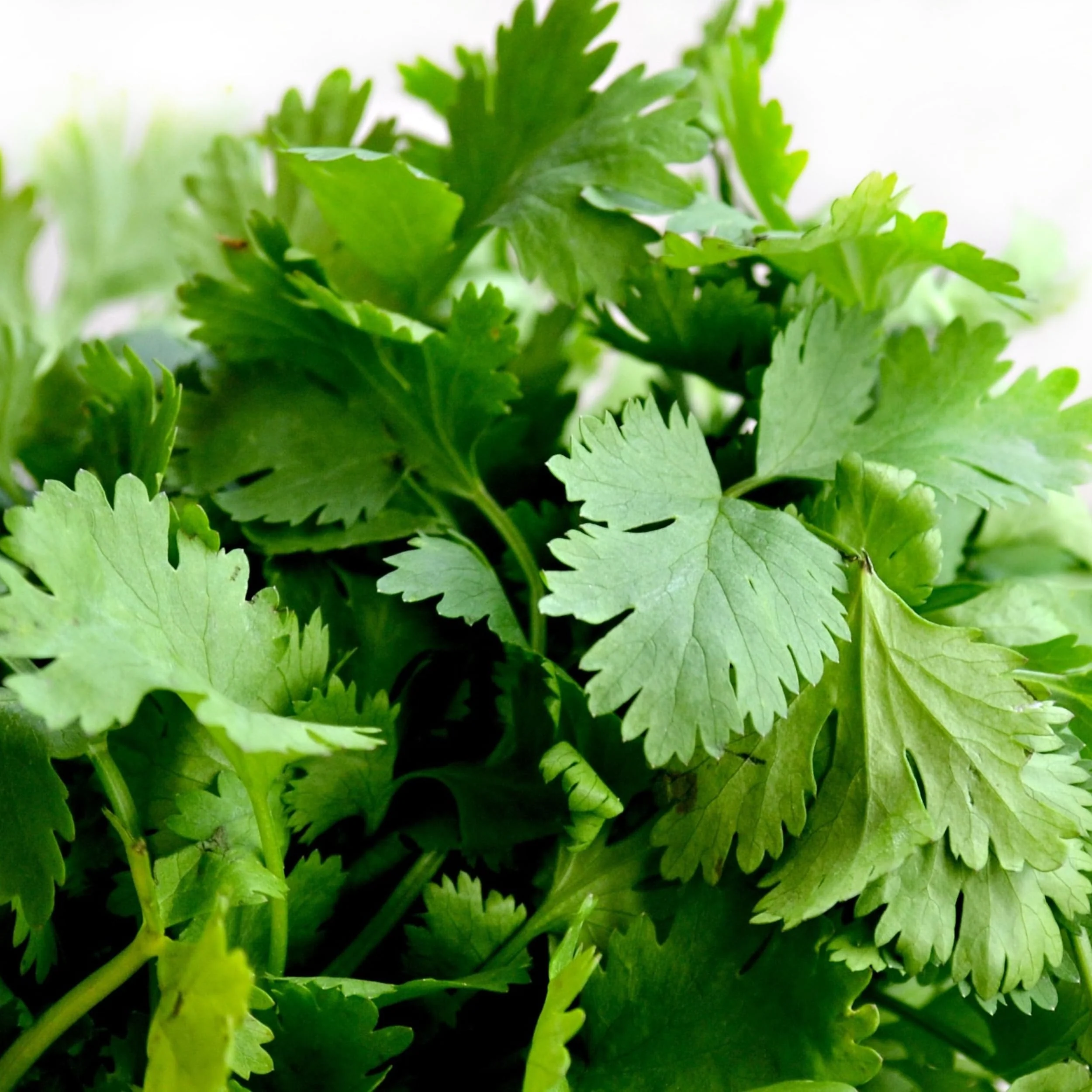 Rani Fresh Cilantro (Coriander) Leaves 2.5oz - 3.5oz, Pack of 1 ~ All Natural | Vegan | Gluten Friendly | NON-GMO | Product of USA - Image 5