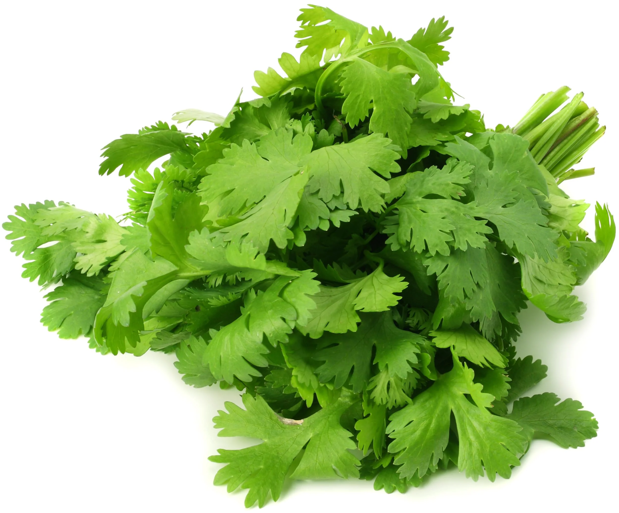 Rani Fresh Cilantro (Coriander) Leaves 5oz - 7oz, Pack of 3 ~ All Natural | Vegan | Gluten Friendly | NON-GMO | Product of USA - Image 3