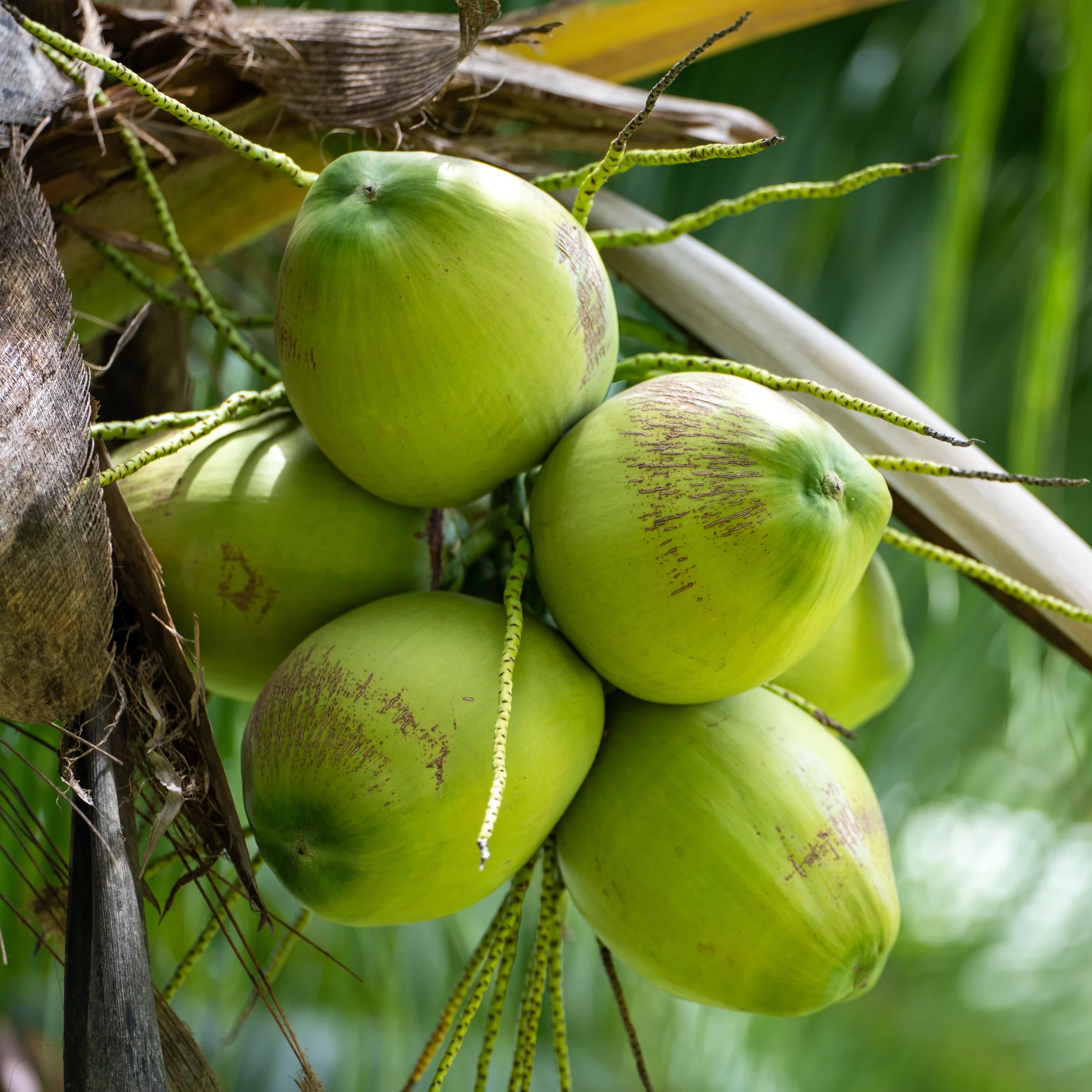 Rani Fresh Coconut Whole Green with Water, Approx. 4lbs each {2 Variations Available} - Image 8