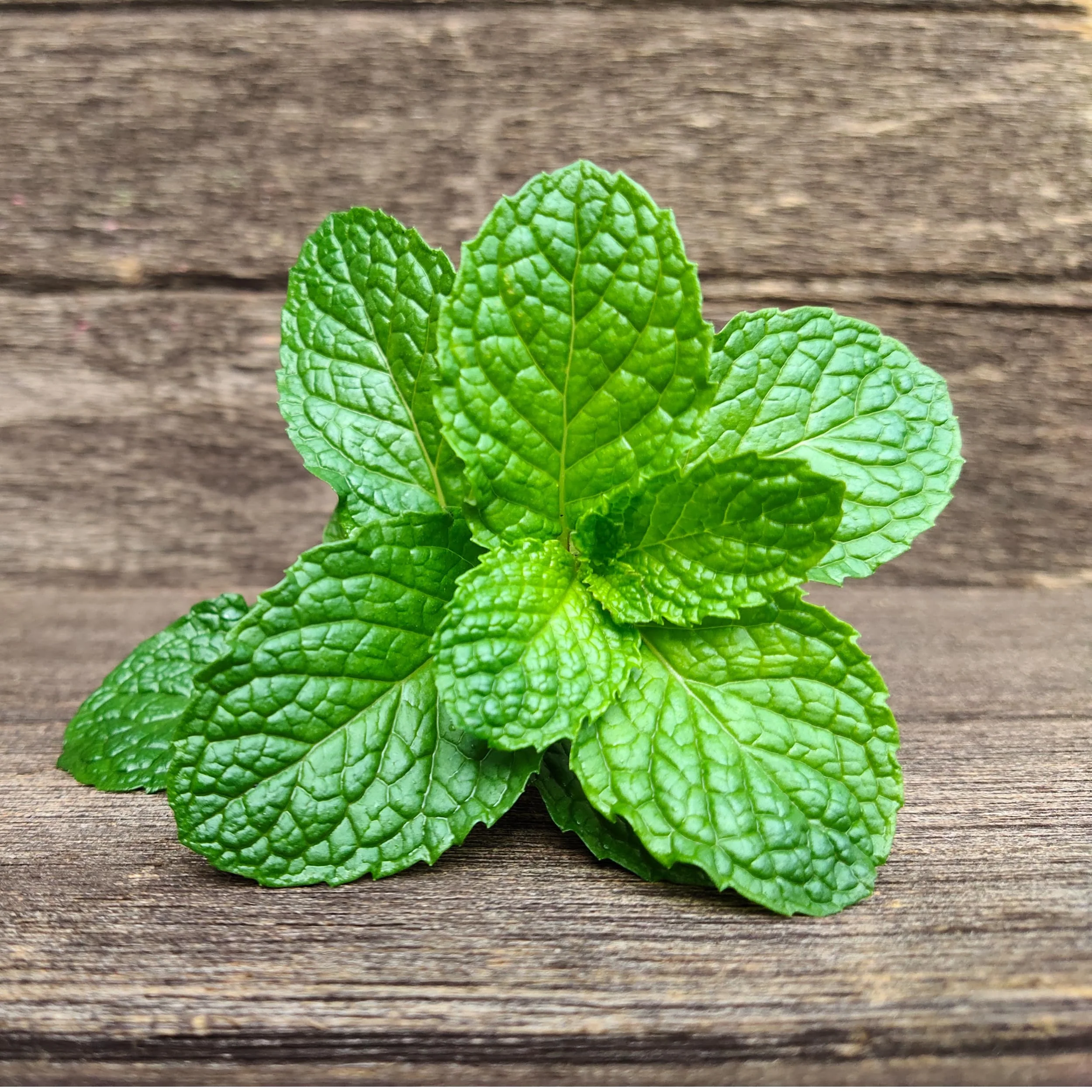 Rani Fresh Mint (Pudina) Leaves 1.5oz - 2oz, Pack of 1 ~ All Natural | Vegan | Gluten Friendly | NON-GMO | Product of USA - Image 3