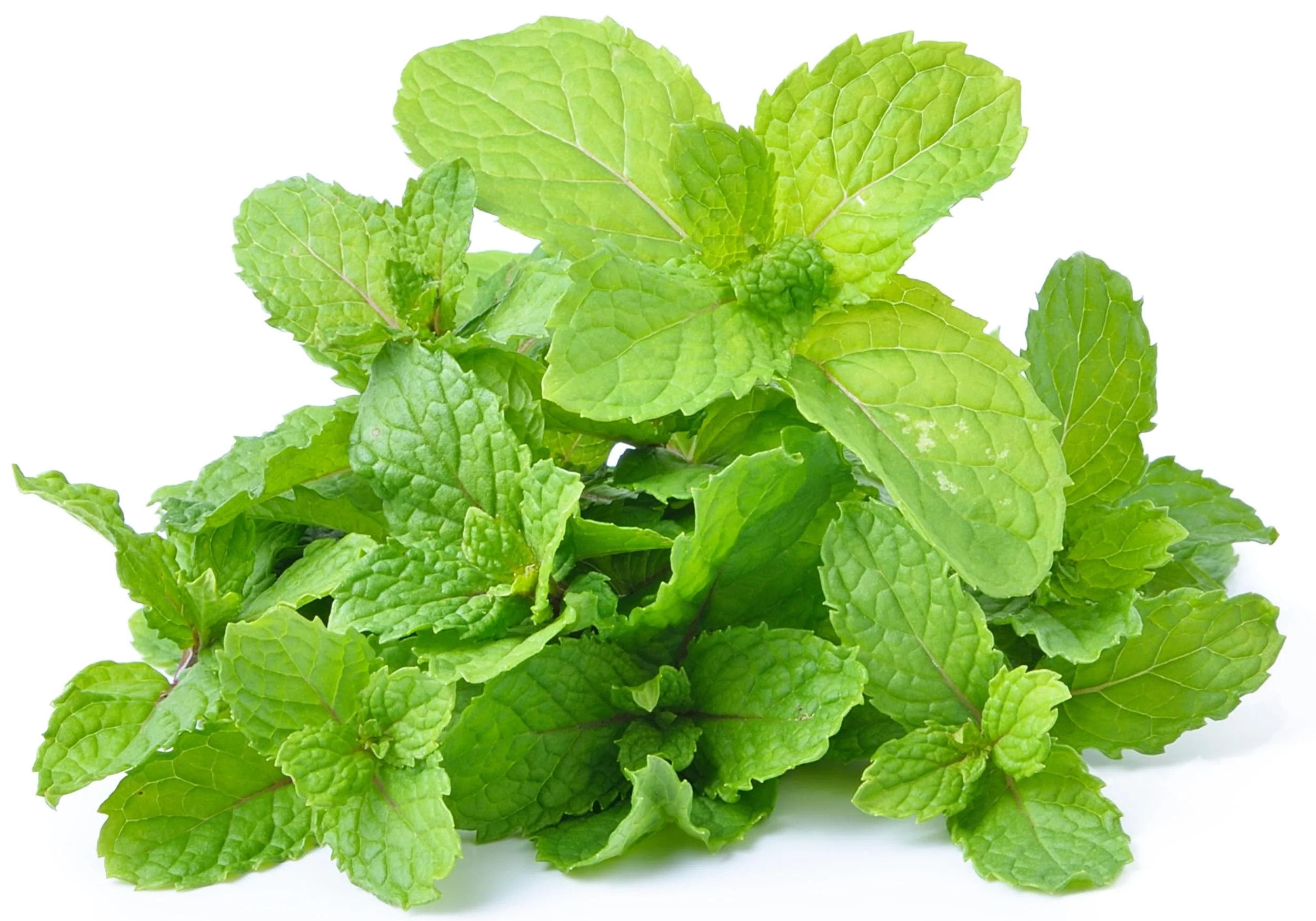 Rani Fresh Mint (Pudina) Leaves 1.5oz - 2oz, Pack of 1 ~ All Natural | Vegan | Gluten Friendly | NON-GMO | Product of USA - Image 4