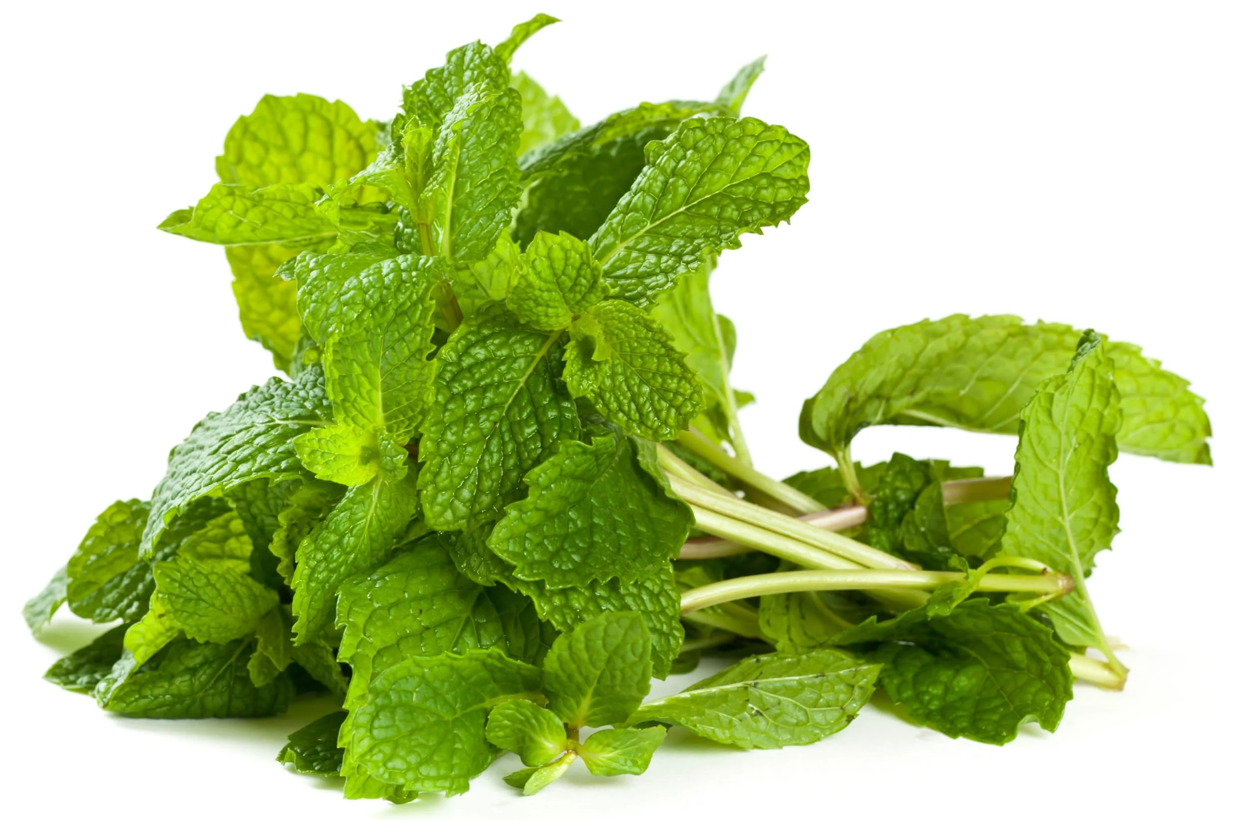 Rani Fresh Mint (Pudina) Leaves 1.5oz - 2oz, Pack of 1 ~ All Natural | Vegan | Gluten Friendly | NON-GMO | Product of USA - Image 5