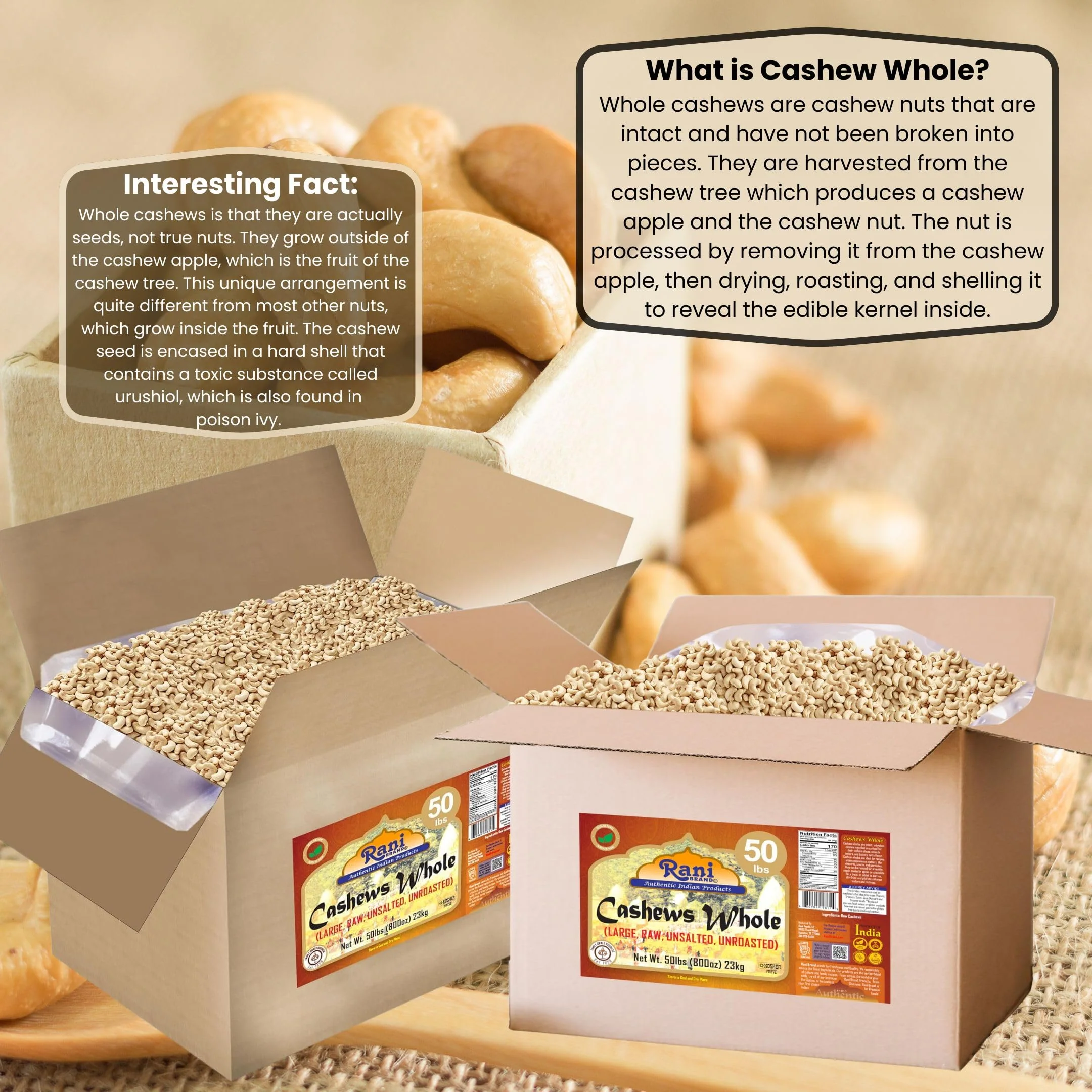 Rani Raw Cashews Whole (uncooked, unsalted) 800oz (50lbs) 23kg Vacuum Packed, Bulk Box ~ All Natural, No Preservatives | Vegan | NON-GMO | Kosher | Gluten Friendly - Image 3